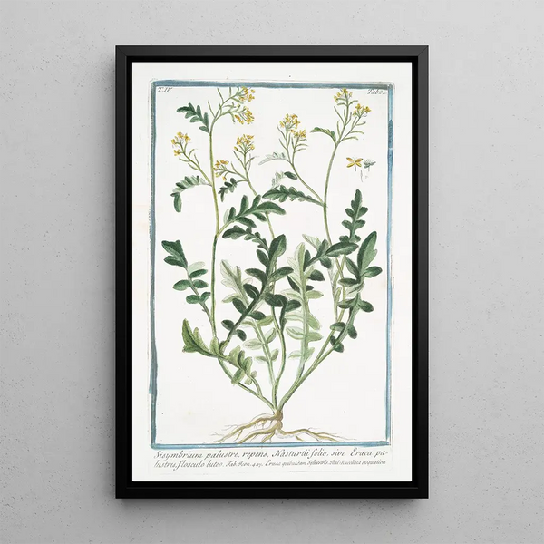 Sisymbrium palustre rampant à feuille de cresson ou Roquette des marais à petite fleur jaune Moutarde des haies - Giorgio Bonelli — framed artwork on a wall