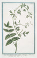 Water Parsnip or Marsh Water Parsnip with Oblong Leaves Caneo Berle or Water Parsnip - Giorgio Bonelli — artwork view