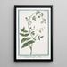 Water Parsnip or Marsh Water Parsnip with Oblong Leaves Caneo Berle or Water Parsnip - Giorgio Bonelli — framed artwork on a wall