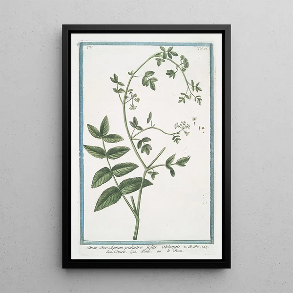 Water Parsnip or Marsh Water Parsnip with Oblong Leaves Caneo Berle or Water Parsnip - Giorgio Bonelli — framed artwork on a wall