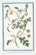 African thorny Solanum pomiferum shrub painting with borage flowers and deeply lobed leaves - Giorgio Bonelli — artwork view