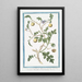 African thorny Solanum pomiferum shrub painting with borage flowers and deeply lobed leaves - Giorgio Bonelli — framed artwork on a wall