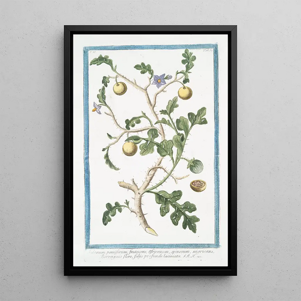 African thorny Solanum pomiferum shrub painting with borage flowers and deeply lobed leaves - Giorgio Bonelli — framed artwork on a wall