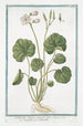 Soldanella Alpina with round leaves Soldanella Alpine Bellflowers of the snows - Giorgio Bonelli — artwork view