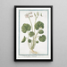 Soldanella Alpina with round leaves Soldanella Alpine Bellflowers of the snows - Giorgio Bonelli — framed artwork on a wall