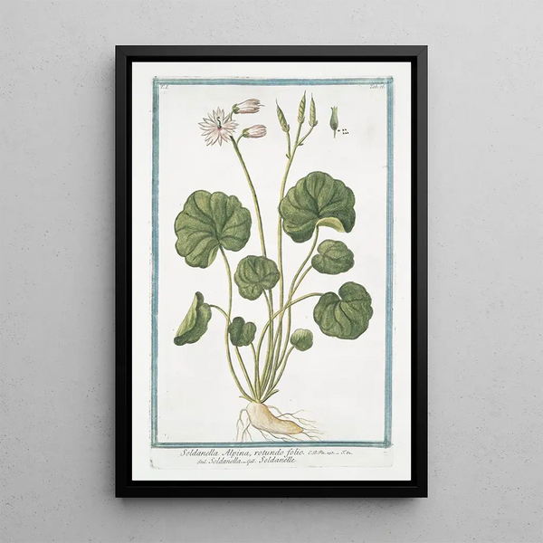 Soldanella Alpina with round leaves Soldanella Alpine Bellflowers of the snows - Giorgio Bonelli — framed artwork on a wall
