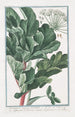 Sphondylium vulgaire hirsute Sfondilis et Branca ursina d'Allemagne Berce hirsute - Giorgio Bonelli — artwork view