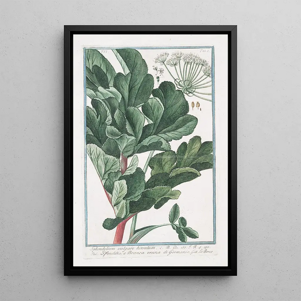 Sphondylium vulgaire hirsute Sfondilis et Branca ursina d'Allemagne Berce hirsute - Giorgio Bonelli — framed artwork on a wall
