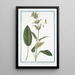 Stachis latifolia majeure with dark green leaves and ferruginous helmet-shaped flower, varied flower Stachide, giant nettle - Giorgio Bonelli — framed artwork on a wall