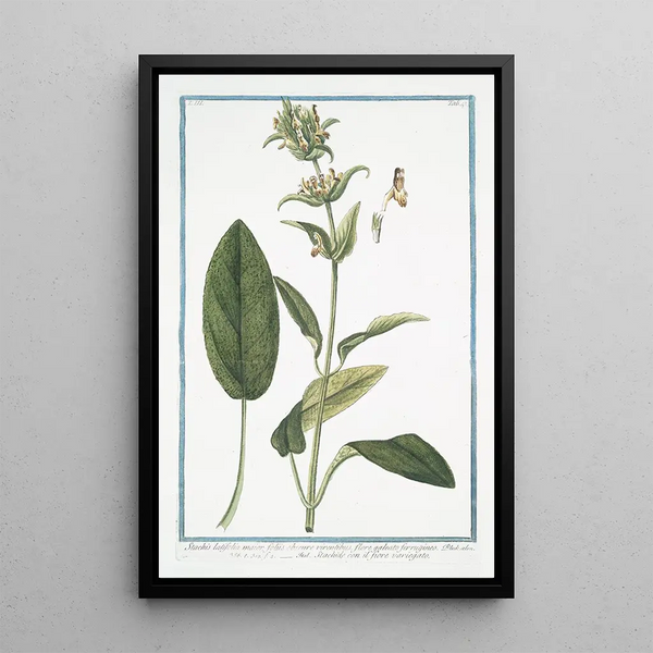 Stachis latifolia majeure with dark green leaves and ferruginous helmet-shaped flower, varied flower Stachide, giant nettle - Giorgio Bonelli — framed artwork on a wall