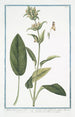 Stachis latifolia majeure with dark green leaves and ferruginous helmet-shaped flower, varied flower Stachide, giant nettle - Giorgio Bonelli — artwork view