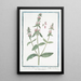 Stachys minor Italica Stachys Mountain Sage Hedge Nettle Betony Wound Herb - Giorgio Bonelli — framed artwork on a wall