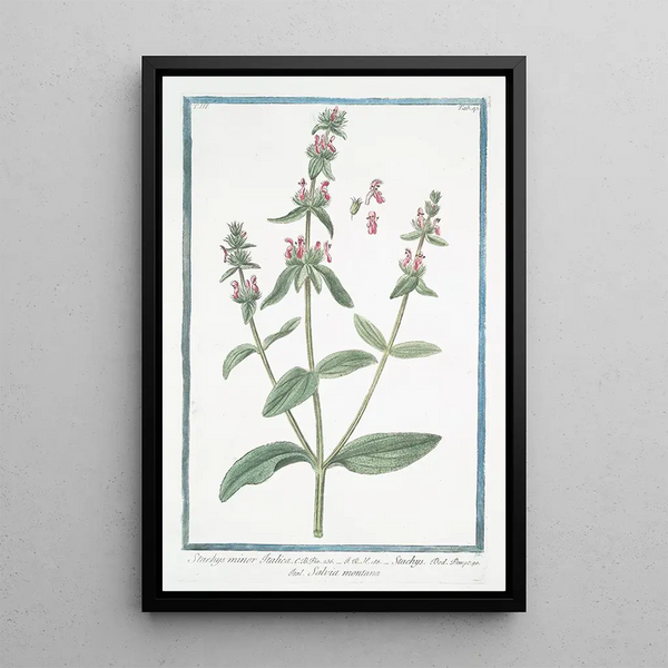 Stachys minor Italica Stachys Mountain Sage Hedge Nettle Betony Wound Herb - Giorgio Bonelli — framed artwork on a wall