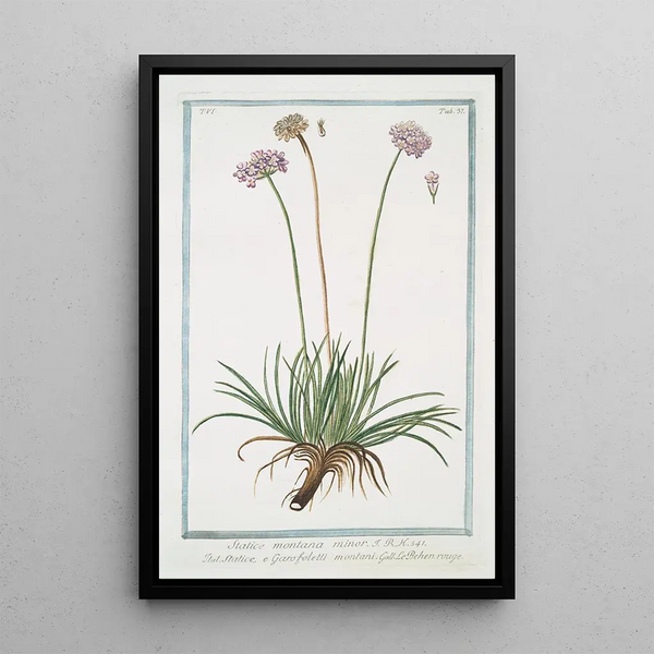 Statice montana mineure Statice and Garofoletti montani Le Béhen rouge Alpine armory - Giorgio Bonelli — framed artwork on a wall