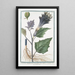 Stramonium Malabaricum with smooth fruit and double and triple flower Lendormie Spiny Apple - Giorgio Bonelli — framed artwork on a wall