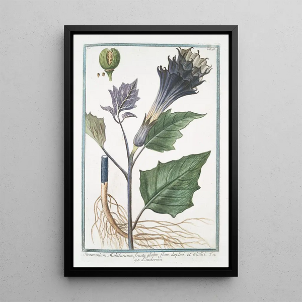Stramonium Malabaricum with smooth fruit and double and triple flower Lendormie Spiny Apple - Giorgio Bonelli — framed artwork on a wall