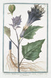 Stramonium Malabaricum with smooth fruit and double and triple flower Lendormie Spiny Apple - Giorgio Bonelli — artwork view