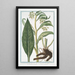 Symphytum Consolida majeure with white or pale yellow flowers called female Great Comfrey Common Comfrey - Giorgio Bonelli — framed artwork on a wall