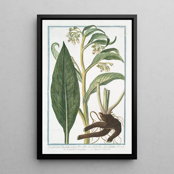 Symphytum Consolida majeure with white or pale yellow flowers called female Great Comfrey Common Comfrey - Giorgio Bonelli — framed artwork on a wall