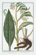 Symphytum Consolida majeure with white or pale yellow flowers called female Great Comfrey Common Comfrey - Giorgio Bonelli — artwork view