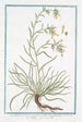 Symphytum Echii with narrow leaf, red root, yellow flower Sinfito Comfrey - Giorgio Bonelli — artwork view