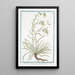 Symphytum Echii with narrow leaf, red root, yellow flower Sinfito Comfrey - Giorgio Bonelli — framed artwork on a wall