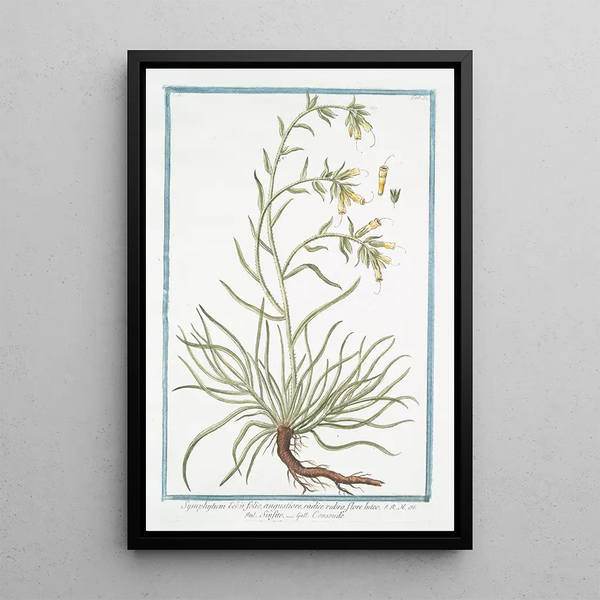 Symphytum Echii with narrow leaf, red root, yellow flower Sinfito Comfrey - Giorgio Bonelli — framed artwork on a wall