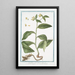 Symphytum majus with tuberous root Great Comfrey Common Comfrey - Giorgio Bonelli — framed artwork on a wall
