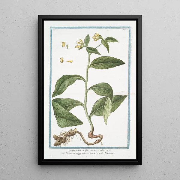 Symphytum majus with tuberous root Great Comfrey Common Comfrey - Giorgio Bonelli — framed artwork on a wall
