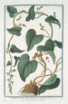 Tamnus racemosa with pale yellow small flower Notre Dame Seal - Giorgio Bonelli — artwork view