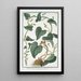 Tamnus racemosa with pale yellow small flower Notre Dame Seal - Giorgio Bonelli — framed artwork on a wall