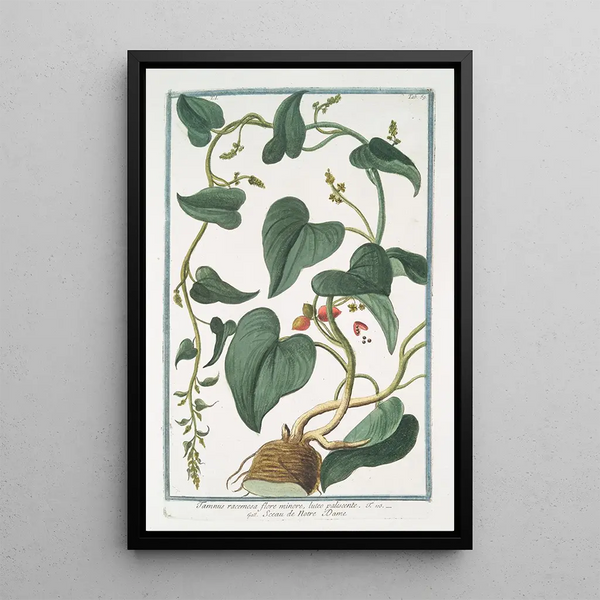Tamnus racemosa with pale yellow small flower Notre Dame Seal - Giorgio Bonelli — framed artwork on a wall