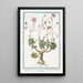 Telephiastrum with globular leaves Anacampseros with acuminate leaves Crassula always green - Giorgio Bonelli — framed artwork on a wall