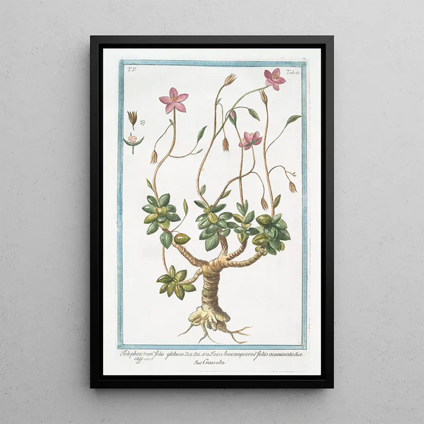 Telephiastrum with globular leaves Anacampseros with acuminate leaves Crassula always green - Giorgio Bonelli — framed artwork on a wall