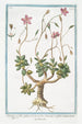 Telephiastrum with globular leaves Anacampseros with acuminate leaves Crassula always green - Giorgio Bonelli — artwork view