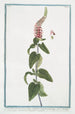 Teucrium tartaricum with crenellated cordate leaves, petiolate, very dense oblong spikes received from the scholar Wagner Central Asian Germander - Giorgio Bonelli — artwork view