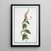 Teucrium tartaricum with crenellated cordate leaves, petiolate, very dense oblong spikes received from the scholar Wagner Central Asian Germander - Giorgio Bonelli — framed artwork on a wall
