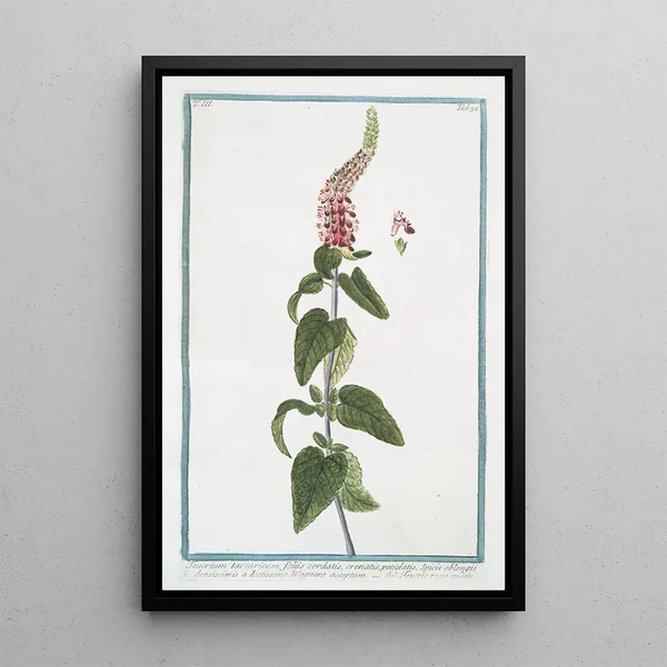 Teucrium tartaricum with crenellated cordate leaves, petiolate, very dense oblong spikes received from the scholar Wagner Central Asian Germander - Giorgio Bonelli — framed artwork on a wall