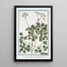 Thalictrum alpinum majeur à feuilles d'Aquilegia Talittro maggiore La rue des prés Rue des prés alpine - Giorgio Bonelli — framed artwork on a wall