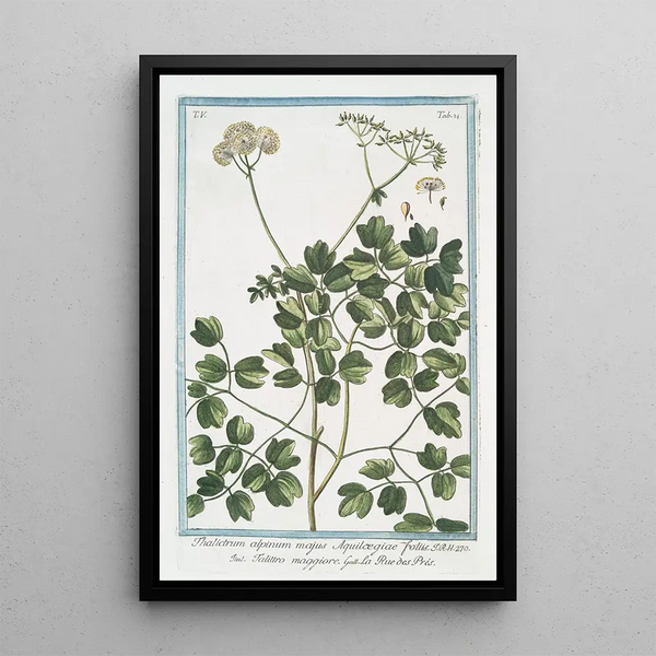 Thalictrum alpinum majeur à feuilles d'Aquilegia Talittro maggiore La rue des prés Rue des prés alpine - Giorgio Bonelli — framed artwork on a wall
