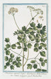 Thalictrum alpinum majeur à feuilles d'Aquilegia Talittro maggiore La rue des prés Rue des prés alpine - Giorgio Bonelli — artwork view