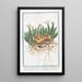 Tithymalus Euphorbium also known as Euphobio Tithymalus aizooides with a sprawling, dark, knotted creeping stem and bare leaves, pinkish-white bidentate and tridentate flower petals Euphorbia - Giorgio Bonelli — framed artwork on a wall