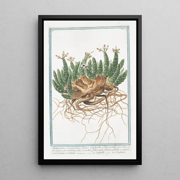 Tithymalus Euphorbium also known as Euphobio Tithymalus aizooides with a sprawling, dark, knotted creeping stem and bare leaves, pinkish-white bidentate and tridentate flower petals Euphorbia - Giorgio Bonelli — framed artwork on a wall