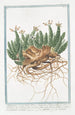 Tithymalus Euphorbium also known as Euphobio Tithymalus aizooides with a sprawling, dark, knotted creeping stem and bare leaves, pinkish-white bidentate and tridentate flower petals Euphorbia - Giorgio Bonelli — artwork view