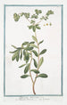 Tithymalus Helioscopius Titimalo Elioscopio Lpurge Wart Herb - Giorgio Bonelli — artwork view