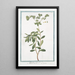 Tithymalus Helioscopius Titimalo Elioscopio Lpurge Wart Herb - Giorgio Bonelli — framed artwork on a wall