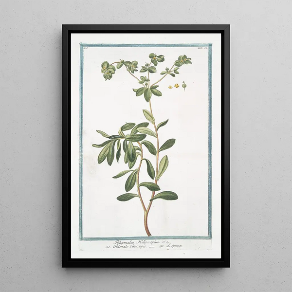 Tithymalus Helioscopius Titimalo Elioscopio Lpurge Wart Herb - Giorgio Bonelli — framed artwork on a wall