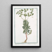 Tithymalus Sylvaticus with lunar flower CBP Tithymalus Sylvaticus keeping its leaves all year round Titimalo Titimale - Giorgio Bonelli — framed artwork on a wall