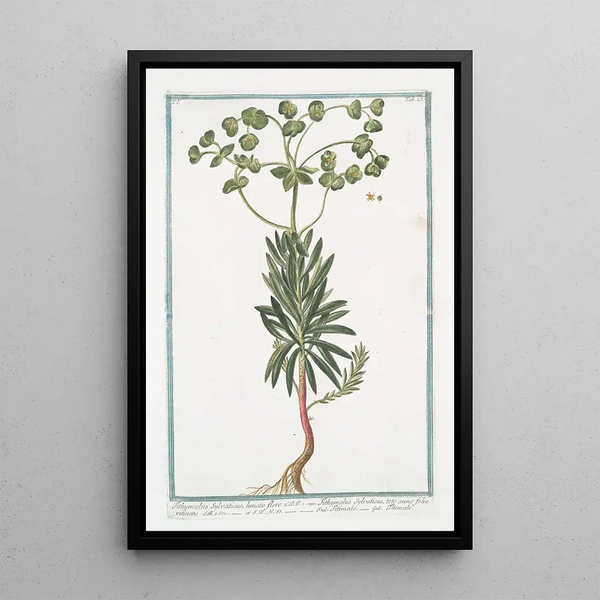 Tithymalus Sylvaticus with lunar flower CBP Tithymalus Sylvaticus keeping its leaves all year round Titimalo Titimale - Giorgio Bonelli — framed artwork on a wall