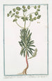 Tithymalus Sylvaticus with lunar flower CBP Tithymalus Sylvaticus keeping its leaves all year round Titimalo Titimale - Giorgio Bonelli — artwork view